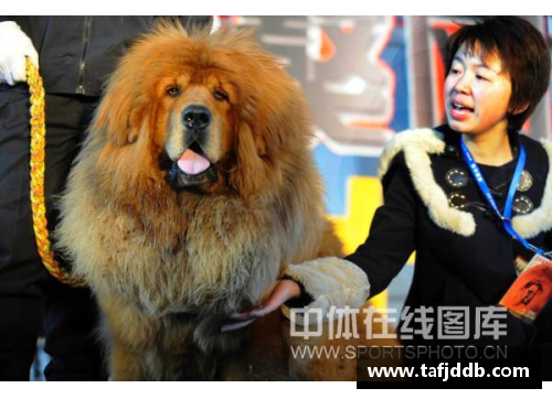 体育明星的藏獒视频：魅力体育界的强大守护者